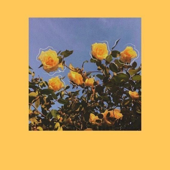 Meet your Posher, Mackenzie - Picture 1 of 1